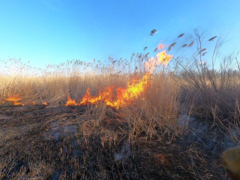 2020: Effective spring burn in the Saskatchewan River Delta.